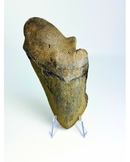 Dente di Megalodon "The Saw" (USA) - 13,2 cm