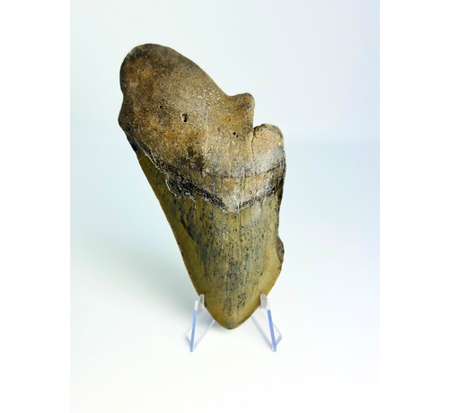 Diente de Megalodón "The Saw" (US) - 13,2 cm