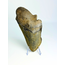 Megalodon tooth "The Saw" (US) - 13.2 cm