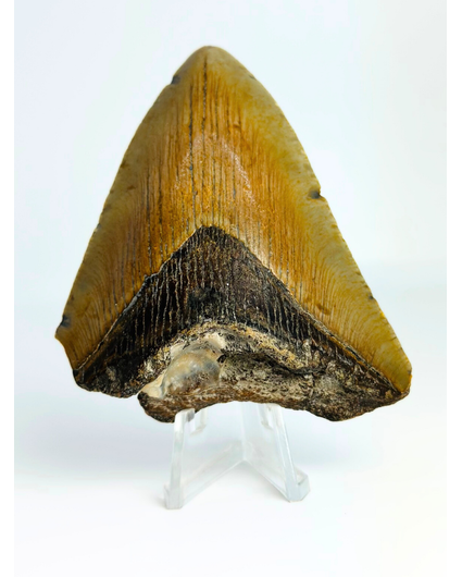 Dente di Megalodon "Broken Form" (USA) - 8,2 cm