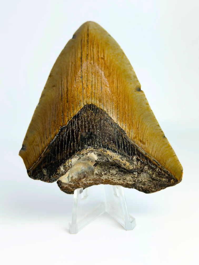 Megalodon tand "Broken Form" (VS) - 8,2 cm