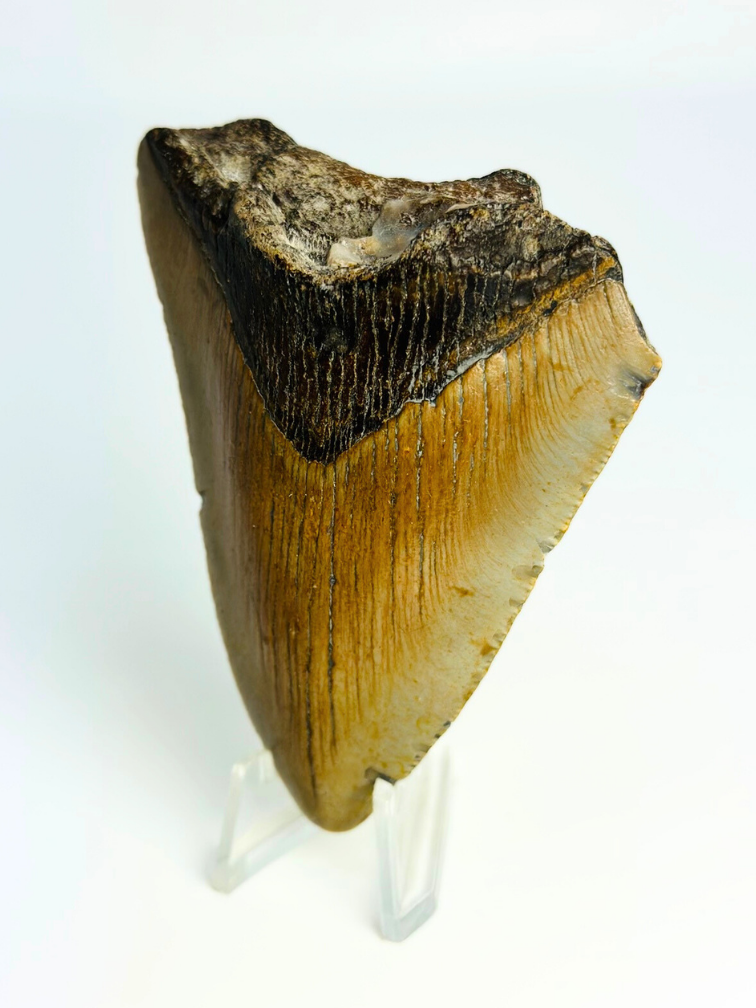 Dent de Megalodon "Broken Form" (US) - 8.2 cm