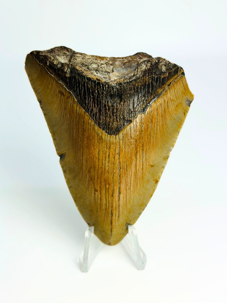 Megalodon tand "Broken Form" (VS) - 8,2 cm