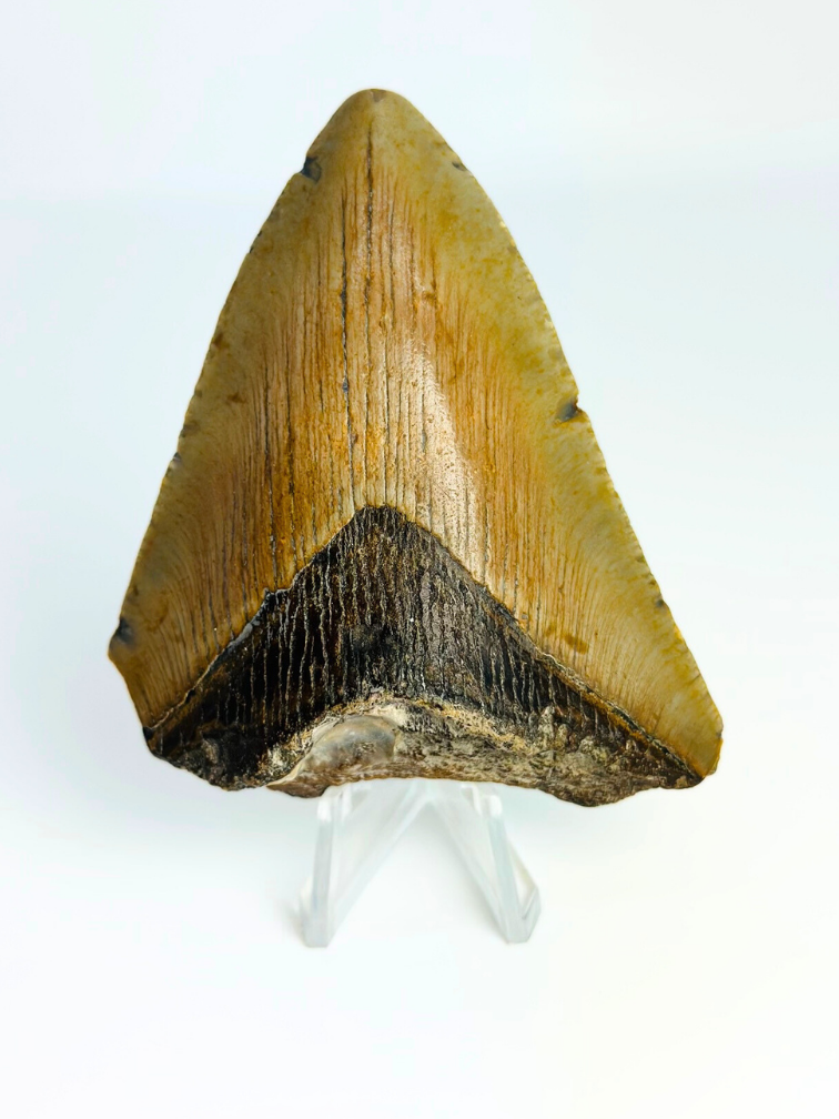 Megalodon-Zahn "Broken Form" (US) - 8,2 cm