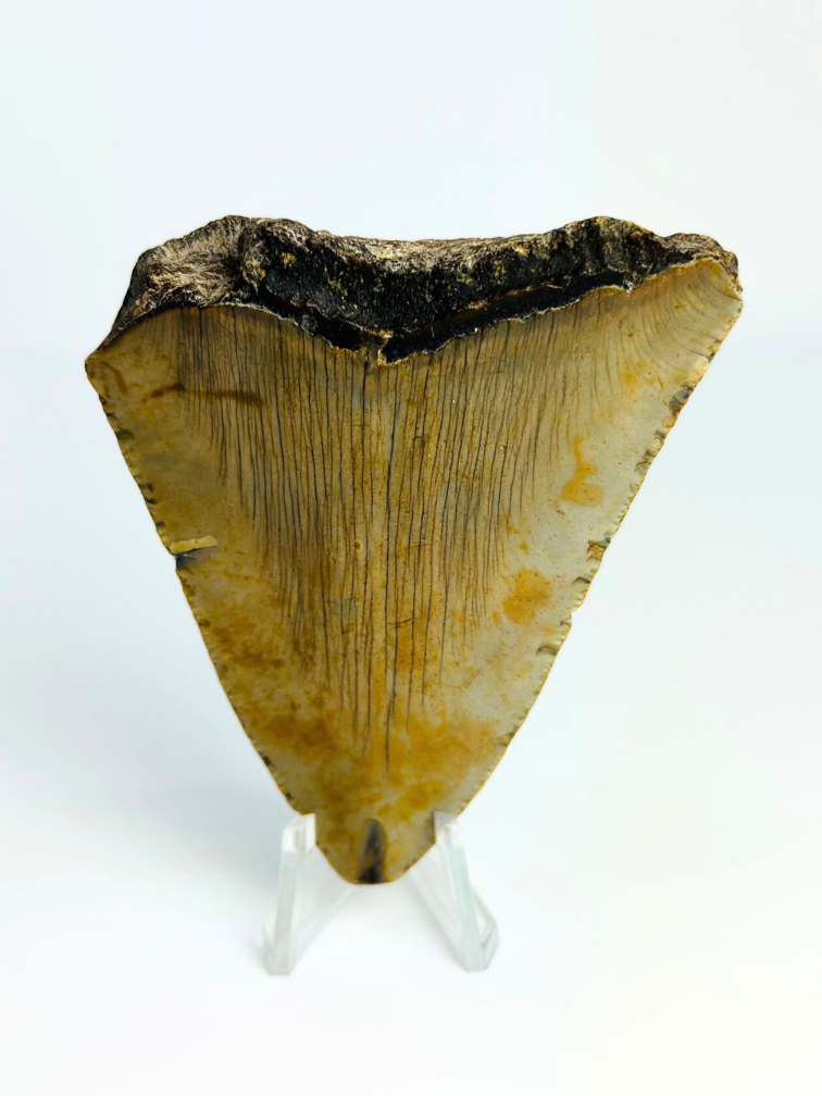 Dent de Megalodon "Broken Form" (US) - 8.2 cm