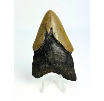 Megalodon tooth ''Ancient Shield'' (US) - 7,9 cm