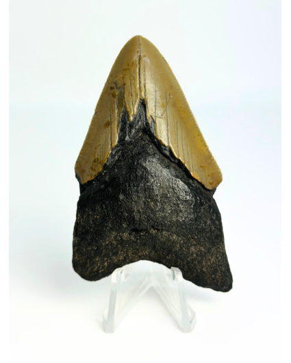 Dente di Megalodon ''Ancient Shield'' (USA) - 7,9 cm