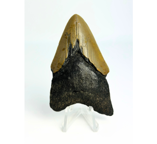 Dente di Megalodon ''Ancient Shield'' (USA) - 7,9 cm
