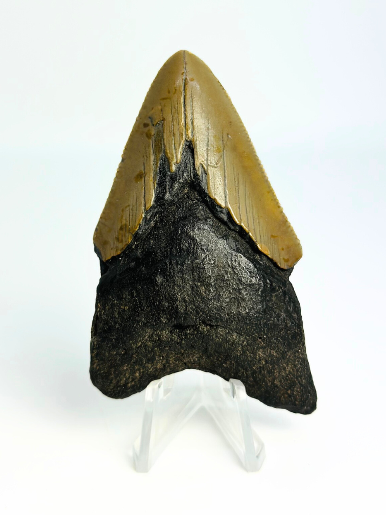 Dente di Megalodon ''Ancient Shield'' (USA) - 7,9 cm