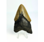Diente de Megalodon ''Ancient Shield'' (US) - 7,9 cm