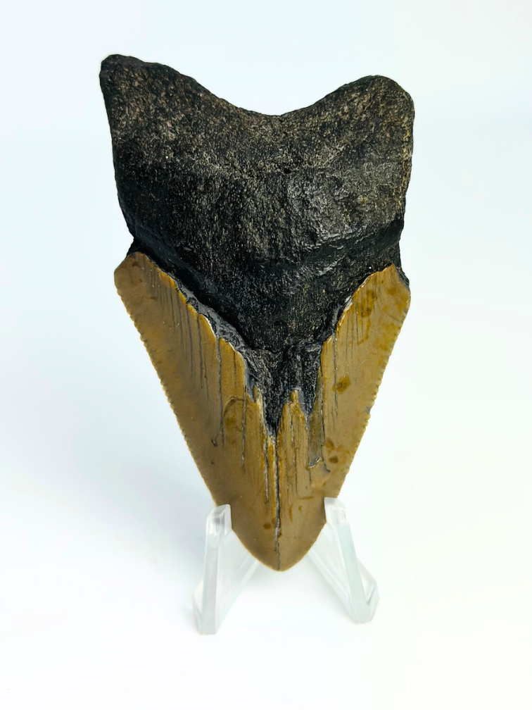 Dent de mégalodon ''Ancient Shield'' (US) - 7,9 cm