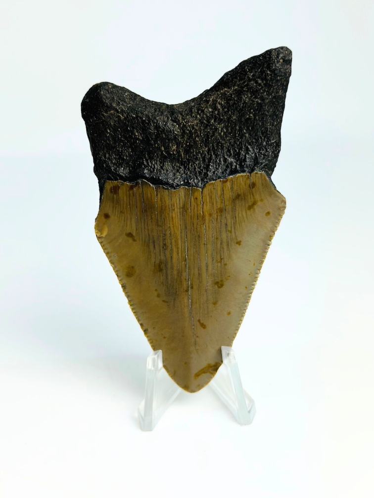 Dent de mégalodon ''Ancient Shield'' (US) - 7,9 cm