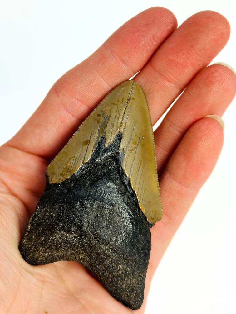 Dent de mégalodon ''Ancient Shield'' (US) - 7,9 cm