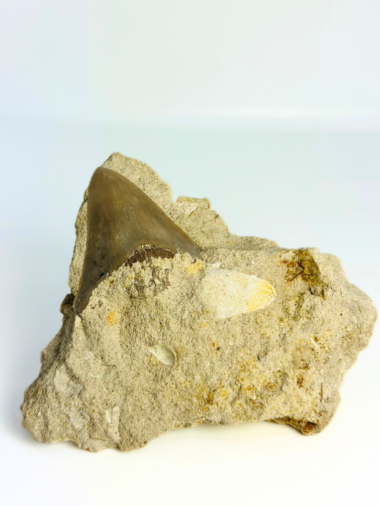 In Matrix - Megalodon Tand "Secret Treasure" (Indonesië) - 7 cm