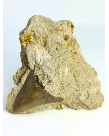 In Matrix - Megalodon-Zahn „Secret Treasure“ (Indonesien) - 7 cm