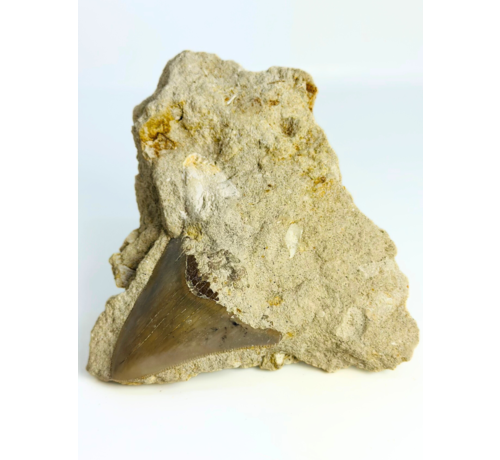 In Matrix - Megalodon Tand "Secret Treasure" (Indonesië) - 7 cm