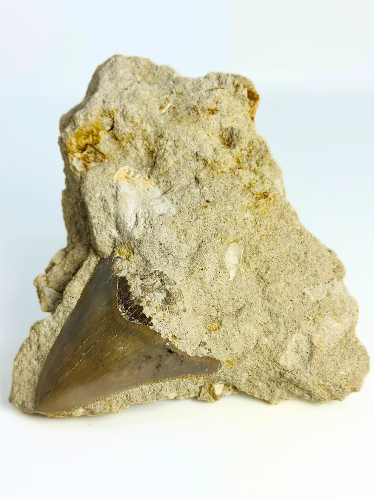 In Matrix - Megalodon Tand "Secret Treasure" (Indonesië) - 7 cm