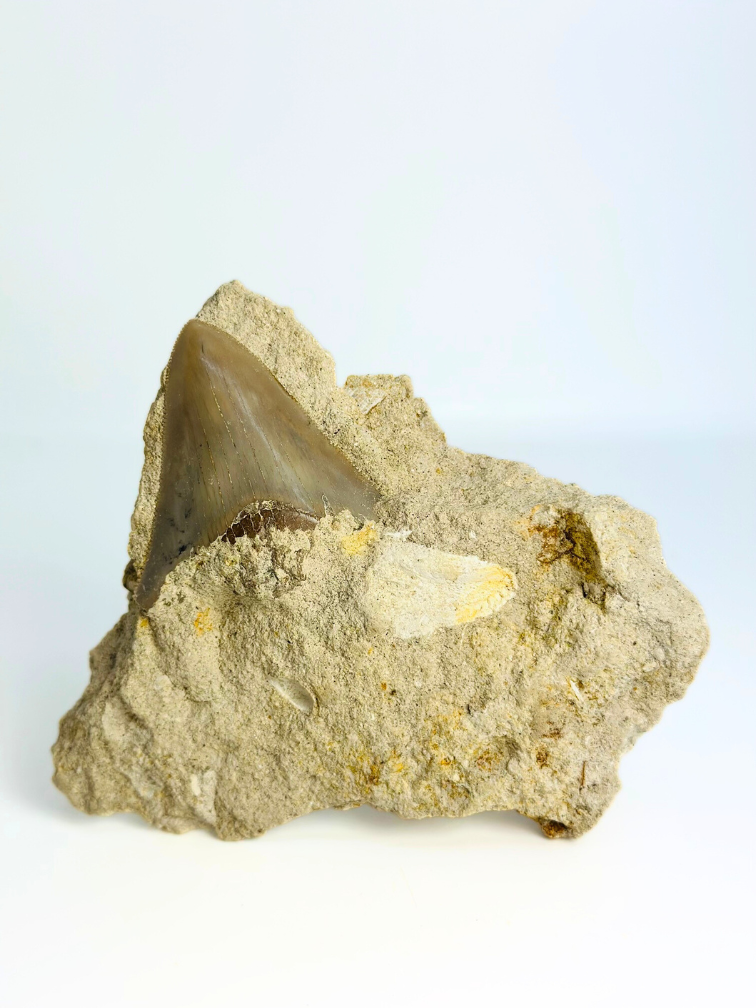 In Matrix - Dent de mégalodon « Secret Treasure» (Indonésie) - 7 cm