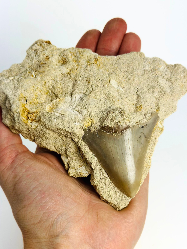 In Matrix - Dent de mégalodon « Secret Treasure» (Indonésie) - 7 cm