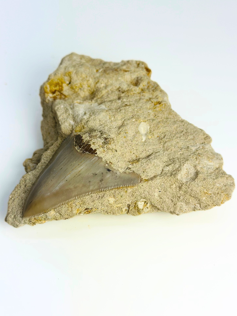 In Matrix - Megalodon Tand "Secret Treasure" (Indonesië) - 7 cm