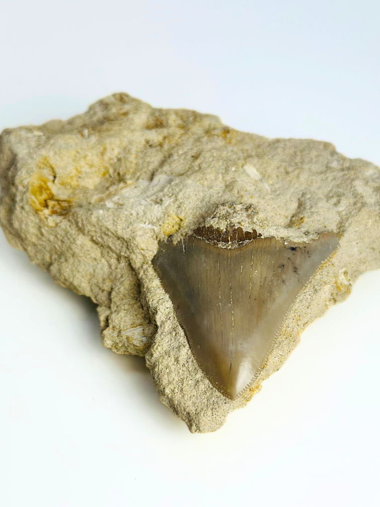 In Matrix - Megalodon Tand "Secret Treasure" (Indonesië) - 7 cm