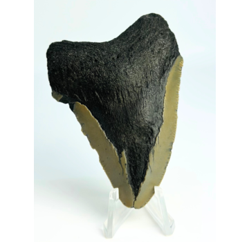 Megalodon tand ''Ancient Justice'' (VS) - 7,9 cm