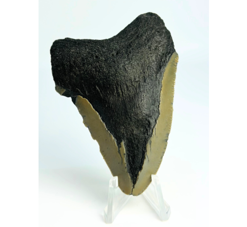 Dent de mégalodon ''Ancient Justice'' (US) - 7,9 cm