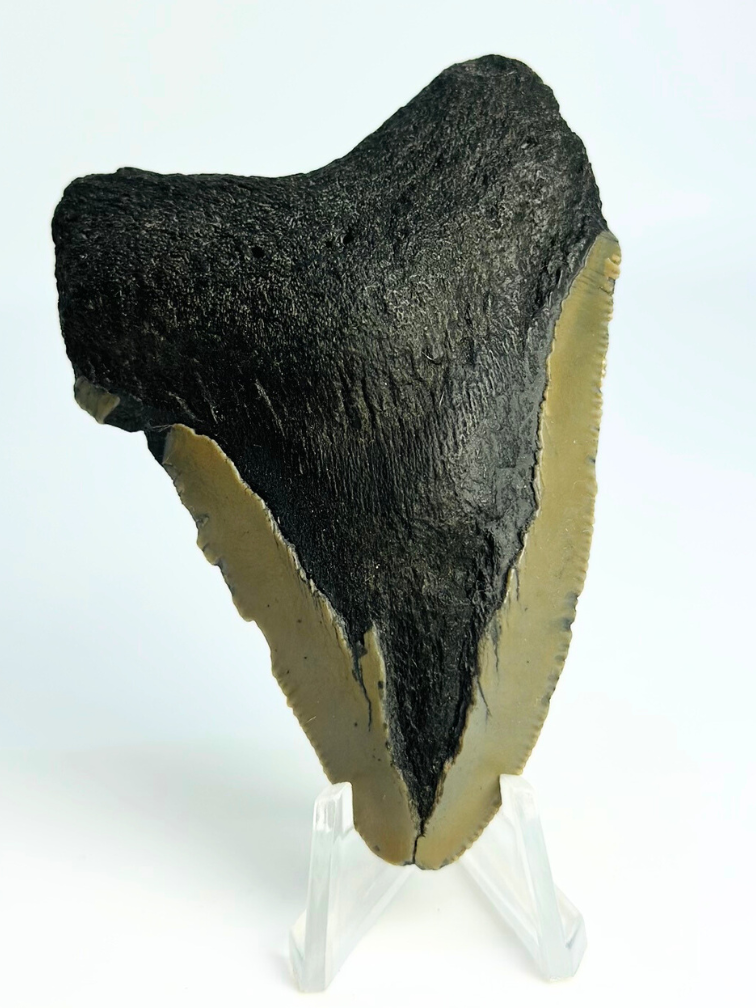 Dente di Megalodon ''Ancient Justice'' (USA) - 7,9 cm