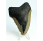 Diente de Megalodon ''Ancient Justice'' (US) - 7,9 cm