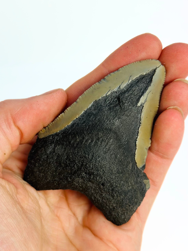 Dente di Megalodon ''Ancient Justice'' (USA) - 7,9 cm