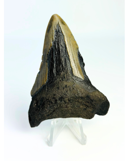 Megalodon tooth ''Chosen One'' (US) - 7,9 cm
