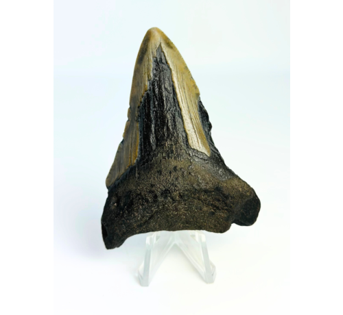 Megalodon tand ''Chosen One'' (VS) - 7,9 cm