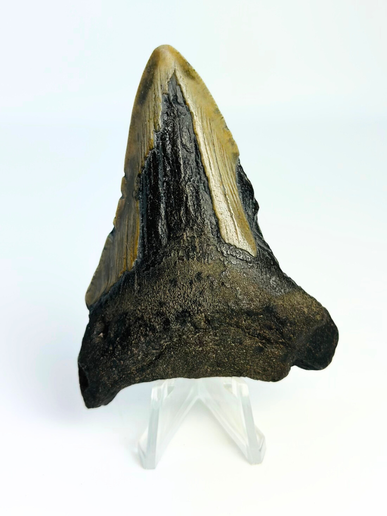 Megalodon tand ''Chosen One'' (VS) - 7,9 cm