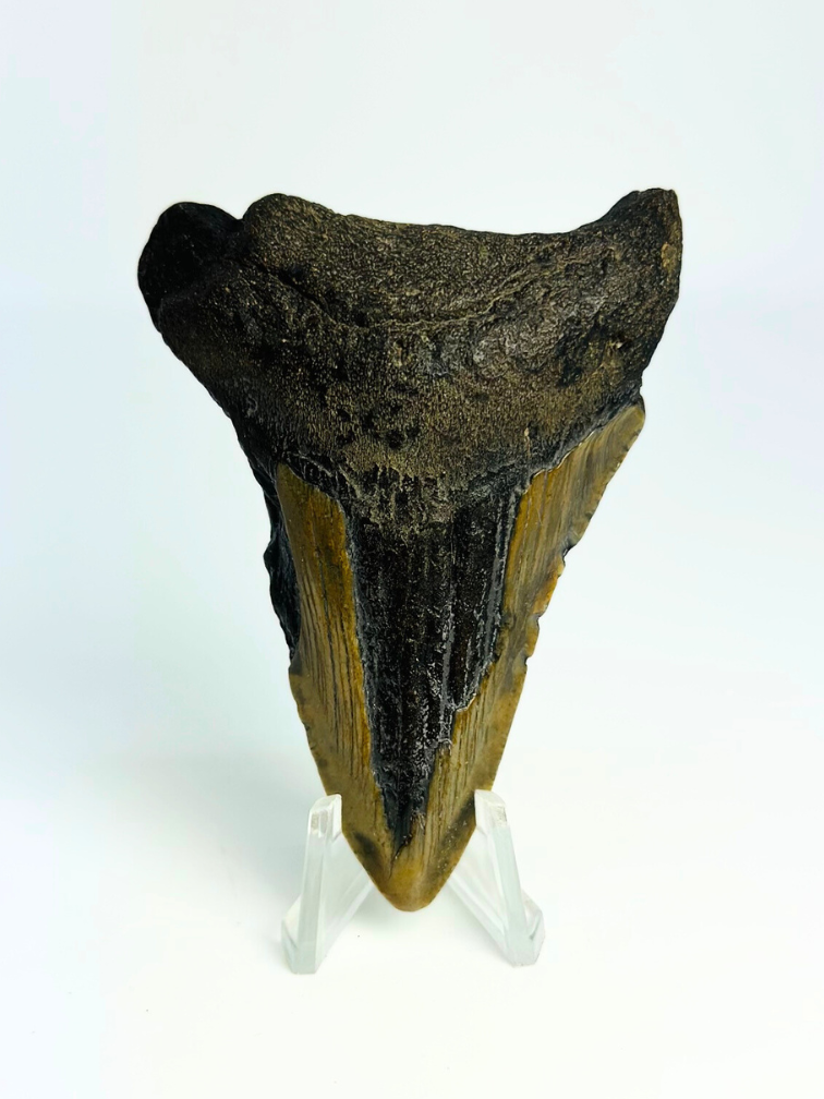 Megalodon tand ''Chosen One'' (VS) - 7,9 cm