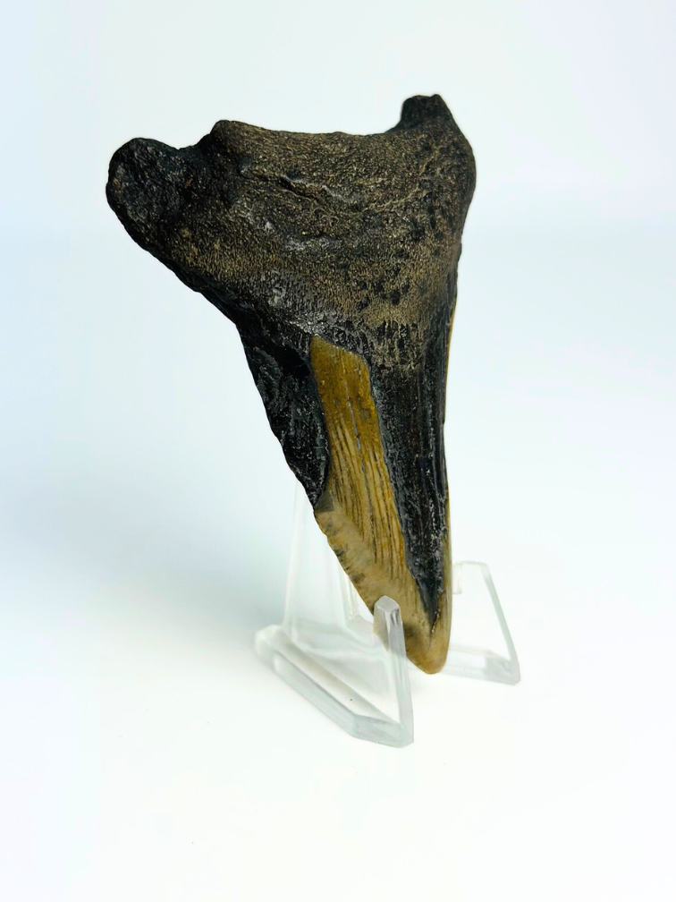 Megalodon tand ''Chosen One'' (VS) - 7,9 cm