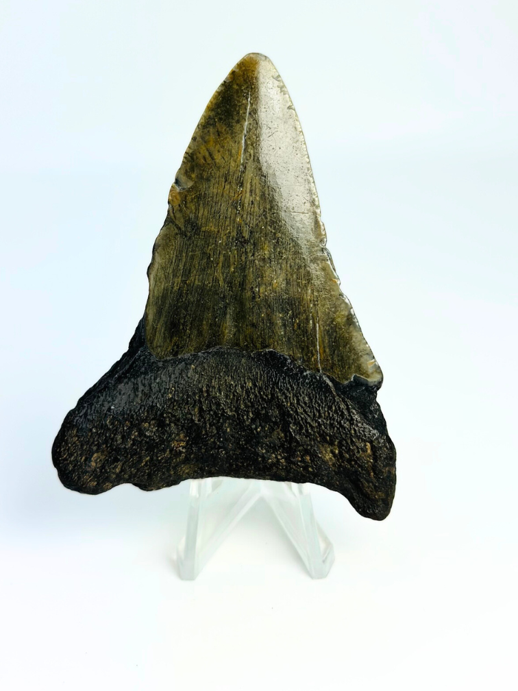 Megalodon tand ''Chosen One'' (VS) - 7,9 cm