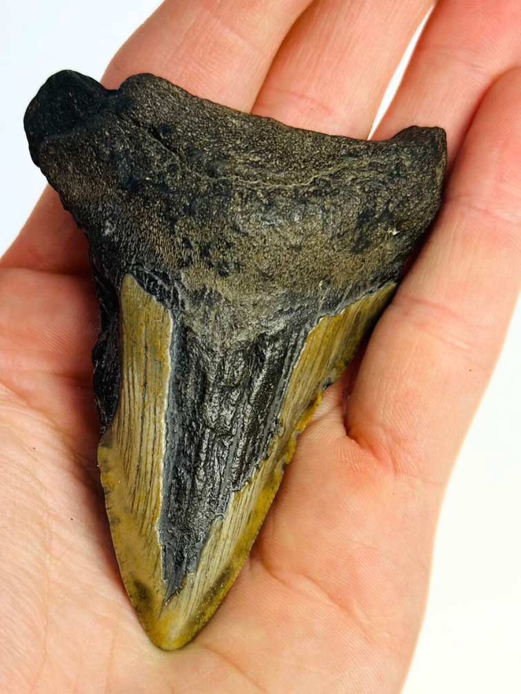 Megalodon tand ''Chosen One'' (VS) - 7,9 cm