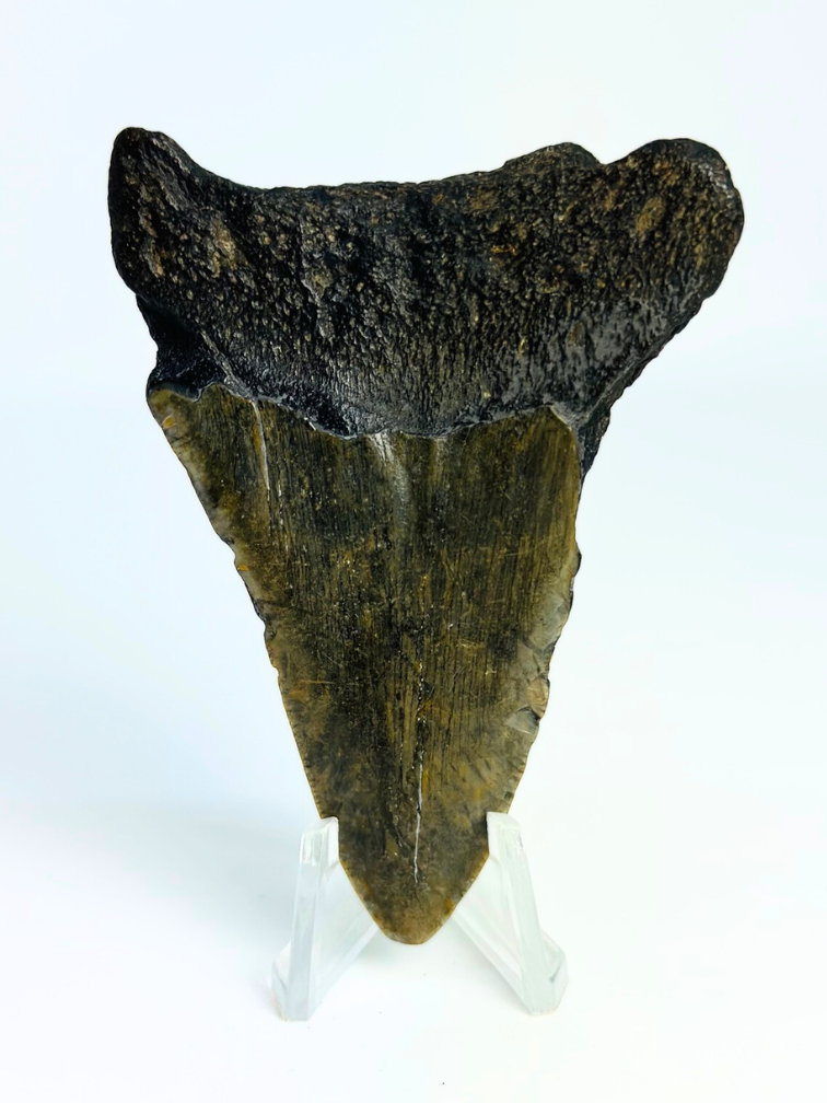 Megalodon tand ''Chosen One'' (VS) - 7,9 cm