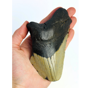 Megalodon tooth ‘Gate Guardian’ (US) - 13 cm