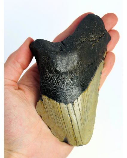 Dente di Megalodon “Gate Guardian” (USA) - 13 cm