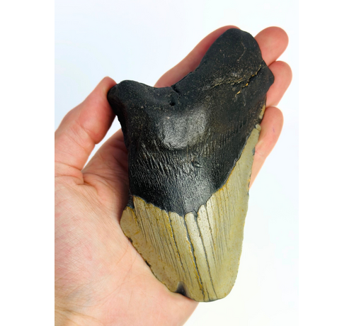 Dent de Megalodon « Gate Guardian» (US) - 13 cm