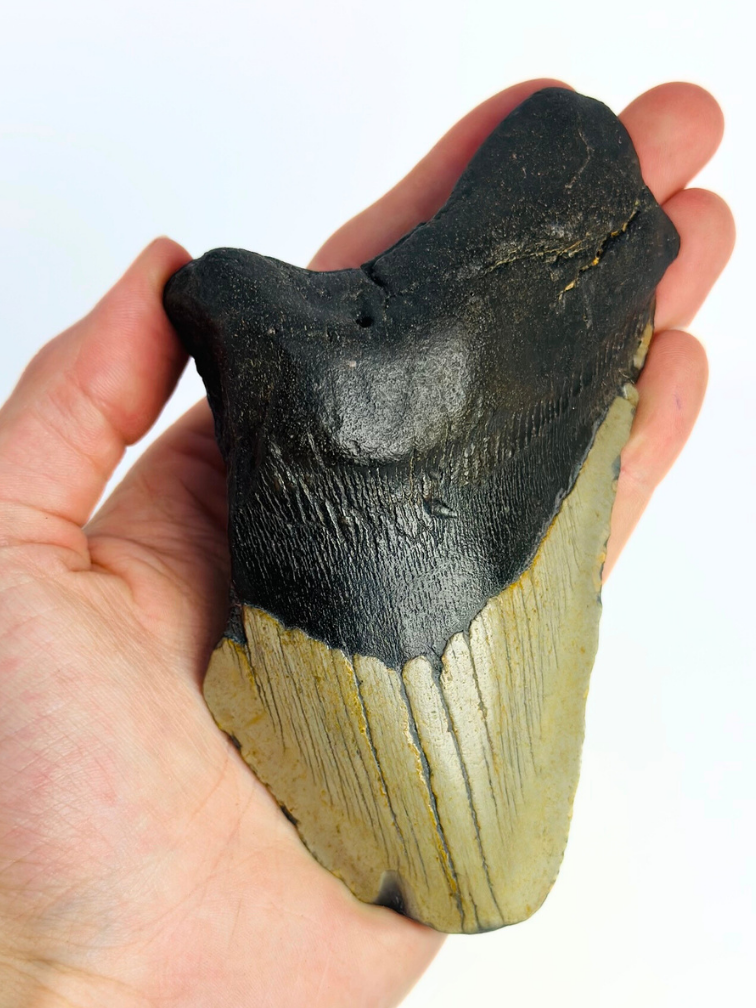 Megalodon tooth ‘Gate Guardian’ (US) - 13 cm