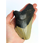Diente de Megalodon «Gate Guardian» (US) - 13 cm