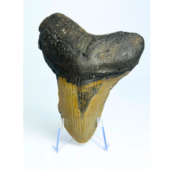 Megalodon Tooth "Dragon's Charm" (US) - 10.6 cm