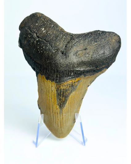 Megalodon Tand "Dragon's Charm" (VS) - 10,6 cm