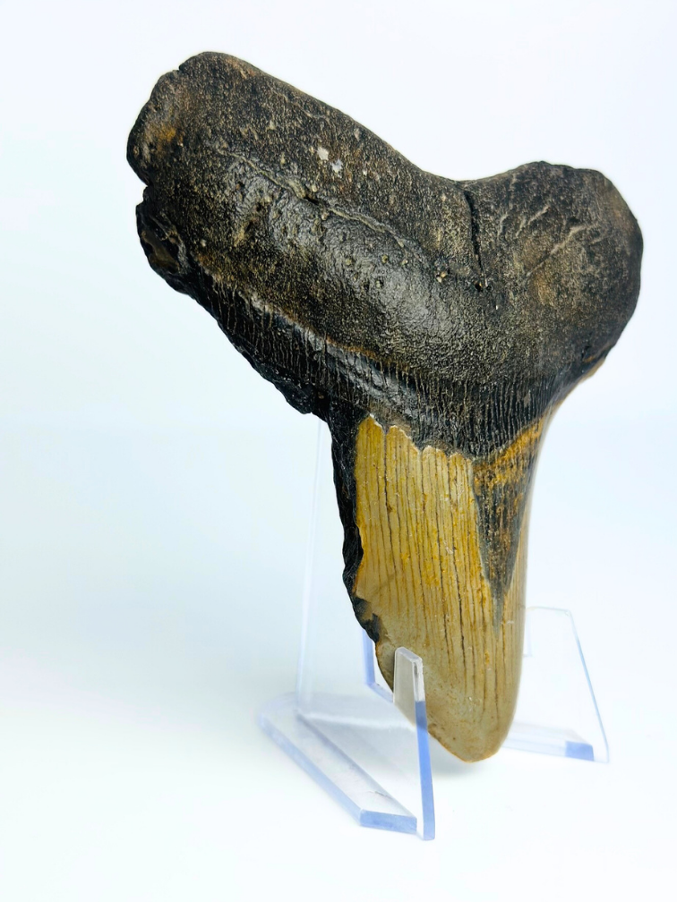 Megalodon Tooth "Dragon's Charm" (US) - 10.6 cm