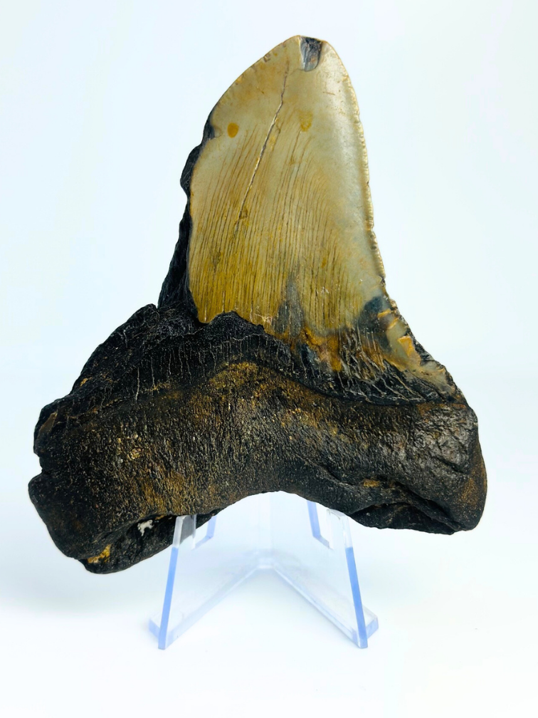 Megalodon Tooth "Dragon's Charm" (US) - 10.6 cm