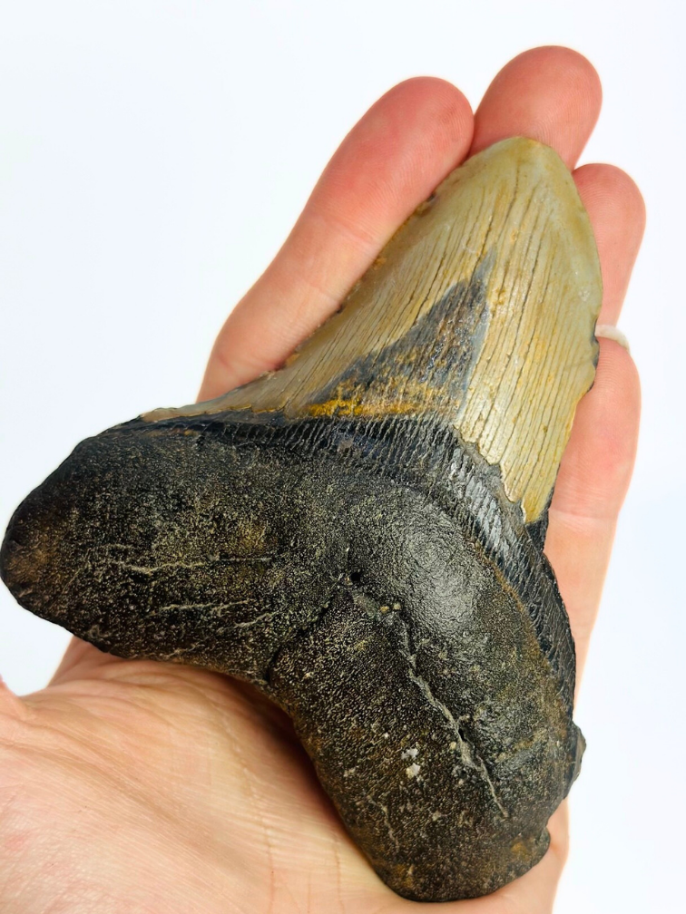 Megalodon Tooth "Dragon's Charm" (US) - 10.6 cm
