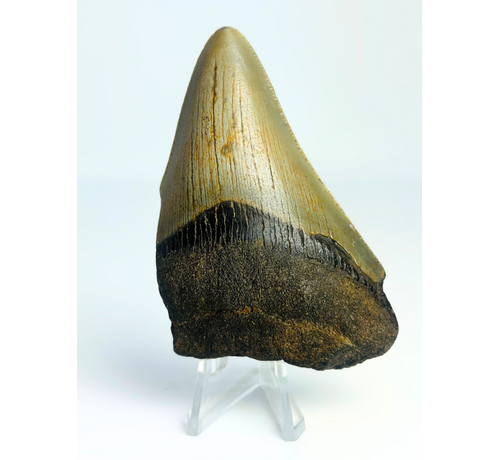 Megalodon tooth ''Shard of Wrath'' (US) - 8,3 cm