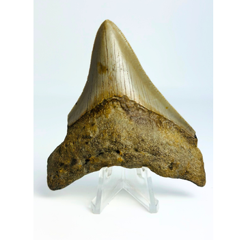 Megalodon-Zahn " The Prehistoric" (US) - 7,8 cm
